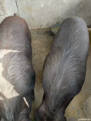 Oferta Porci Pentru Sacrificat 