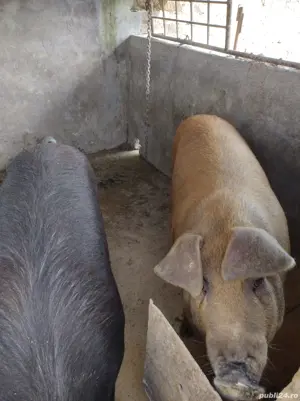Oferta Porci Pentru Sacrificat  - imagine 2