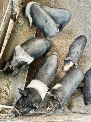 purcei de 40kg - imagine 4