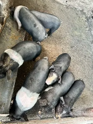 purcei de 40kg - imagine 3