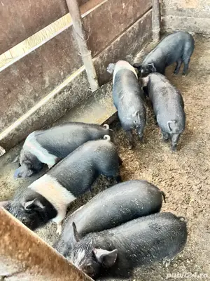 purcei de 40kg - imagine 2