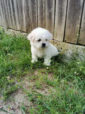Bichon maltez - imagine 2 Bichon maltez - imagine 2