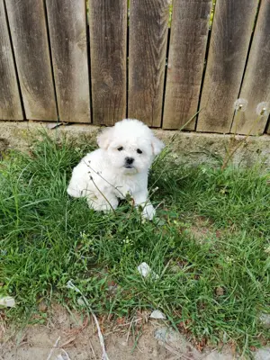 Bichon maltez - imagine 3 Bichon maltez - imagine 3