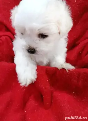 bichon malez alb  - imagine 2