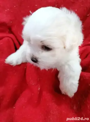 bichon malez alb  - imagine 3