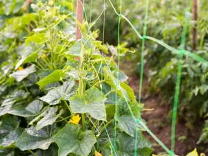 Plasa verde sustinere plante rosii castraveti fasole 1,7x20m -5,10,50m - imagine 2