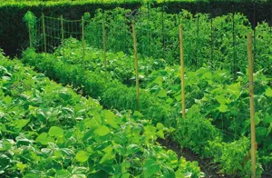 Plasa verde sustinere plante rosii castraveti fasole 1,7x20m -5,10,50m - imagine 4