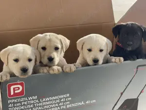 Pui labrador retriever