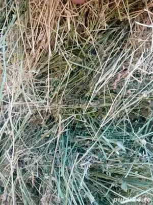 transport baloți de lucernă rotunzi 130 x120 - imagine 2