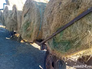 transport baloți de lucernă rotunzi 130 x120