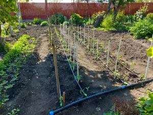 Casă cu Grădină - Greceanca - imagine 10 Casă cu Grădină - Greceanca - imagine 10