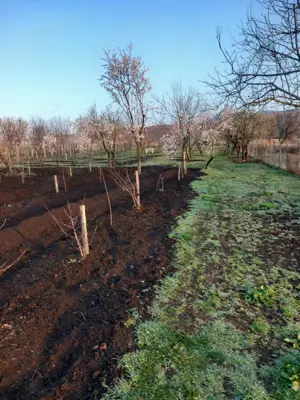 Casă cu Grădină - Greceanca - imagine 5 Casă cu Grădină - Greceanca - imagine 5