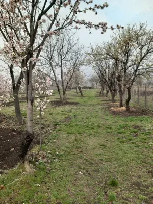 Casă cu Grădină - Greceanca - imagine 7 Casă cu Grădină - Greceanca - imagine 7