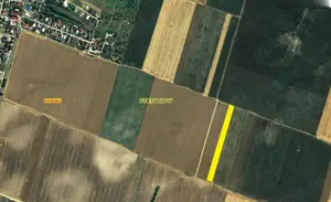 Teren intravilan agricol Dascalu (IF)