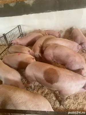 porcii de vanzare  - imagine 2