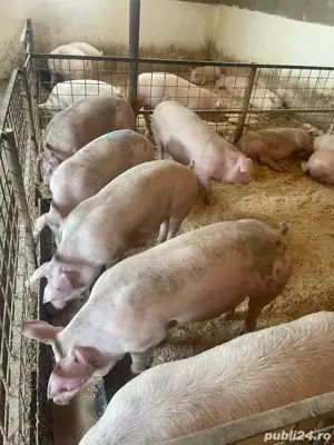 porcii de vanzare 