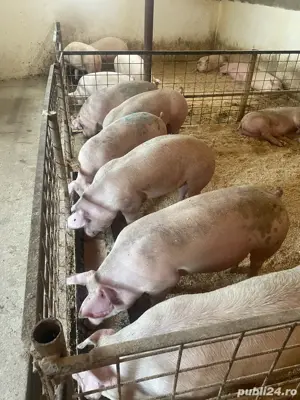 porcii de vanzare  - imagine 3
