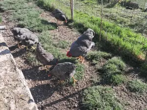 Vand familie plymouth rock barat - imagine 2