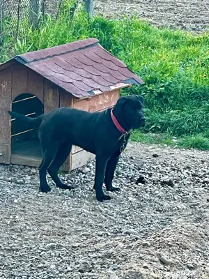 Pui Cane Corso 3 luni + - imagine 4