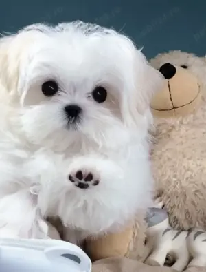 Fetiță Shih-Tzu Toy "albă ca spuma laptelui"! - imagine 4