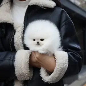 Pomeranian Boo mini original  - imagine 2