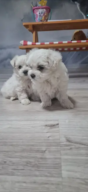 Bichon maltez cateluse  