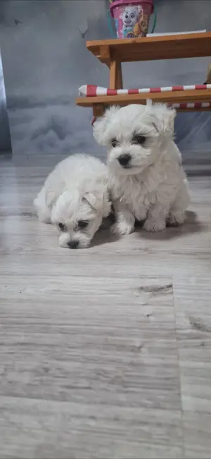 Bichon maltez cateluse   - imagine 3