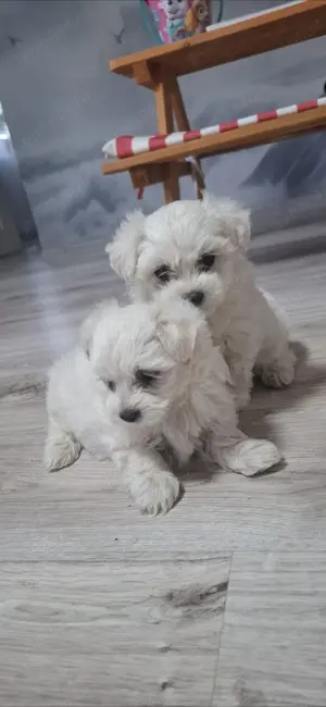 Bichon maltez cateluse   - imagine 4