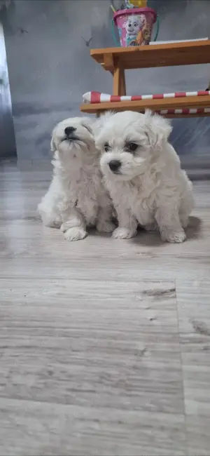 Bichon maltez cateluse   - imagine 2