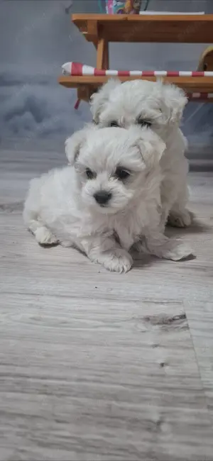 Bichon maltez cateluse   - imagine 5