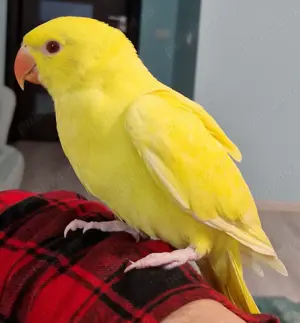 Micul Alexander, bland