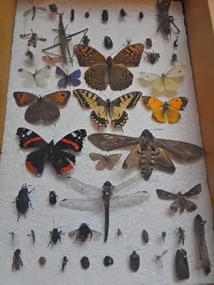 Insectar deosebit pt școală  facultate  agronomie  - imagine 3