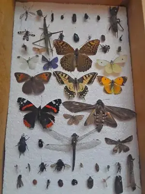 Insectar deosebit pt școală  facultate  agronomie 