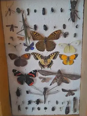 Insectar deosebit pt școală  facultate  agronomie  - imagine 2