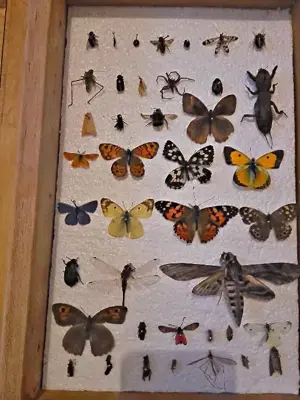 Insectar ptr școală  facultate  Agronomie 