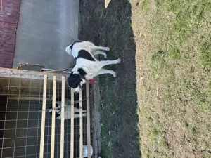 Mascul ciobănesc de Bucovina  - imagine 4