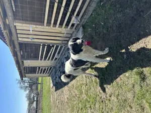 Mascul ciobănesc de Bucovina