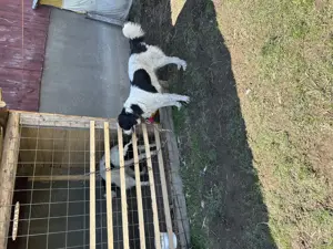 Mascul ciobănesc de Bucovina  - imagine 3