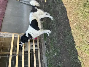 Mascul ciobănesc de Bucovina  - imagine 2