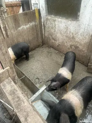 Vand porc mascul castrat Bazna 100-120 kg la  15 lei kilogramul.