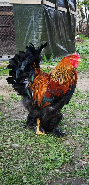 Cocoș Brahma Potarnichiu și Ratoi indian 