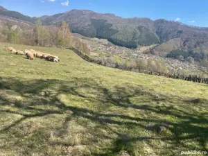 Vând teren ! - imagine 4