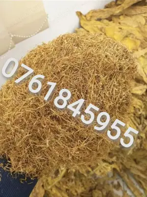 Fir galben olanda