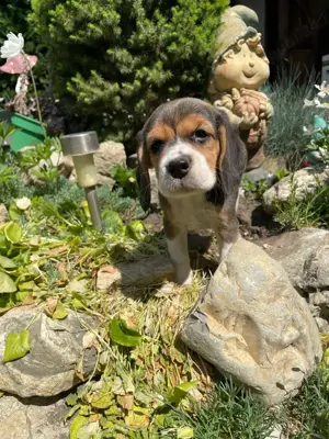 Pui din rasa beagle - imagine 3