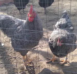 8 pui de gaina din rasa Plymouth Rock barat - imagine 4