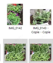 Butasi coacäz negru,vitä de vie,trandafiri dulceatzä,plante apartament,curte,grädinä,Bv