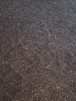 Vând 50t de floarea soarelui