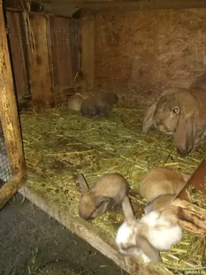 Iepuri berbec german  - imagine 5