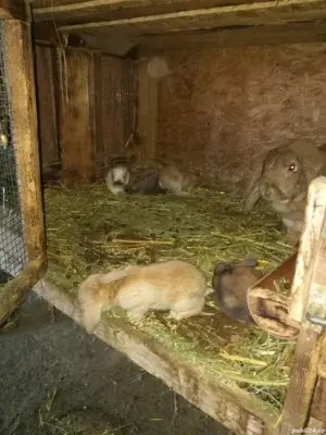 Iepuri berbec german  - imagine 4