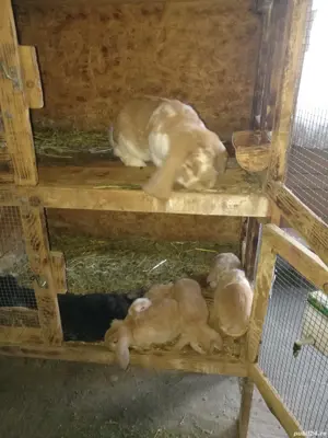 Iepuri berbec german  - imagine 3